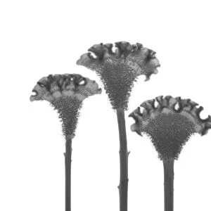 Three cockscomb (Celosia cristata) plants in a row, X-ray