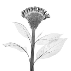 Cockscomb (Celosia cristata), X-ray