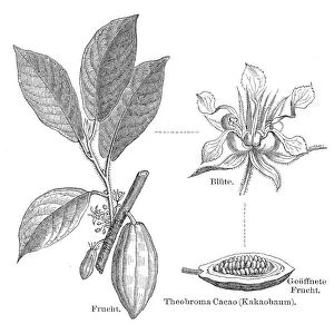 Cocoa plant engraving 1895