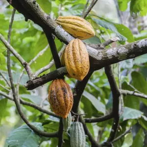 Yellow Cocoa Fruits Print - Theobroma cacao Yellow Cocoa Fruits Print - Theobroma cacao