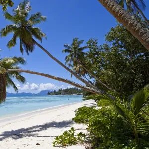 Coconut palms -Cocos nucifera- on the beach of Anse La Passe, Silhouette Island, Seychelles, Africa, Indian Ocean