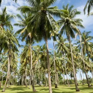 Kokospalmen – Cocos nucifera – auf einer Plantage, Kokosanbau in Khao Lak im Provinz Phuket (Thailand) ist nicht korrekt. Die Korrekte Übersetzung lautet: Kokospalmen – Cocos nucifera – auf einer Plantage, Kokosanbau in Khao Lak im Provinz Phuket (Thailand) ist nicht korrekt. Die Korrekte Übersetzung lautet:
