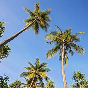 Coconut Palms -Cocos nucifera- and Screwpines -Pandanus tectorius-, Sulawesi, Indonesia