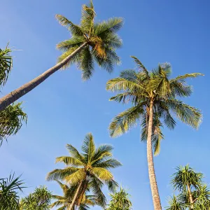 Coconut Palms -Cocos nucifera- and Screwpines -Pandanus tectorius-, Sulawesi, Indonesia