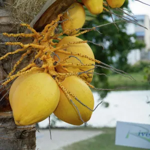 Coconuts -Cocos nucifera- growing on tree, Mauritius