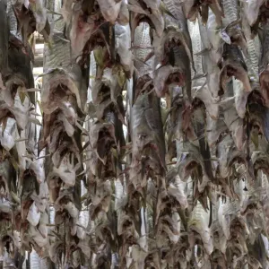 Cod drying on racks in Lofoten, Norway Cod drying on racks in Lofoten, Norway
