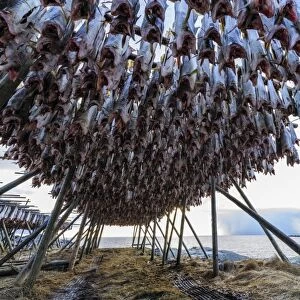 Cod drying on racks in Norway