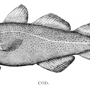 Cod Fish Engraving Print, 1898 Cod Fish Engraving Print, 1898