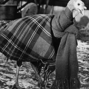 Cold Christmas