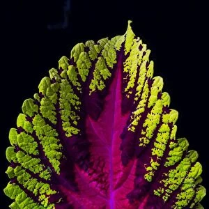 Coleus leaf