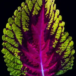 Coleus Leaf Print