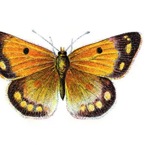 Colias Edusa, Clouded Yellow Butterfly
