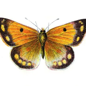 Colias Edusa Clouded Yellow Butterfly Print