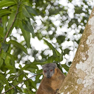 Collared Brown Lemur or Red-collared Lemur -Eulemur collaris- on a tree trunk, Nakampoana Nature Reserve, Madagascar