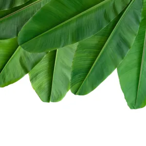 collection of banana leaf isolated on white background