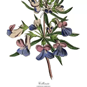 Collinsia or Chinese Houses Plant, Victorian Botanical Illustration