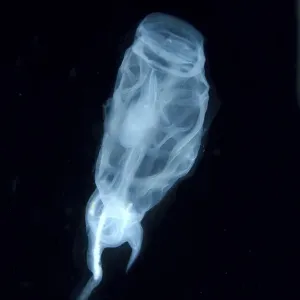 Colony Bakers cyclosalpa -cyclosalpa bakeri-, salp, Japan Sea, Primorsky Krai, Russian Federation, Far East Colony Bakers cyclosalpa -cyclosalpa bakeri-, salp, Japan Sea, Primorsky Krai, Russian Federation, Far East