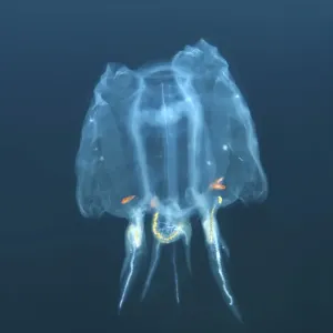 Colony Bakers cyclosalpa -cyclosalpa bakeri-, salp, Japan Sea, Primorsky Krai, Russian Federation, Far East Colony Bakers cyclosalpa -cyclosalpa bakeri-, salp, Japan Sea, Primorsky Krai, Russian Federation, Far East