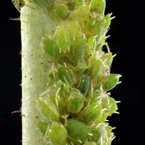 Colony of small Permanent Currant Aphids -Aphidula schneideri-, pests, macro shot, Baden-Wurttemberg, Germany