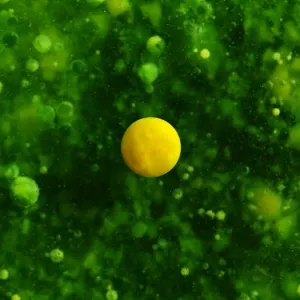 Color Bubbles Color Bubbles