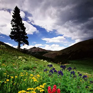 Colorado State Forest Wildflowers, USA