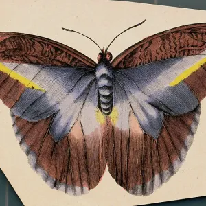 Colorful Butterfly Colorful Butterfly