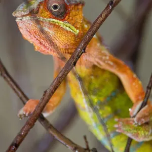 Colorful chameleon in a tree Colorful chameleon in a tree