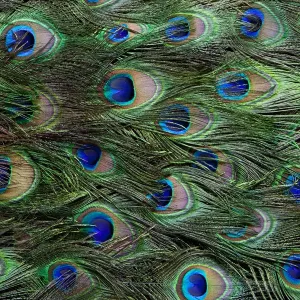 Peacock Tail Feather Train Print Peacock Tail Feather Train Print