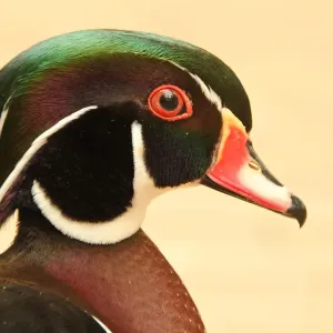 Colorful Wood Duck Print Colorful Wood Duck Print