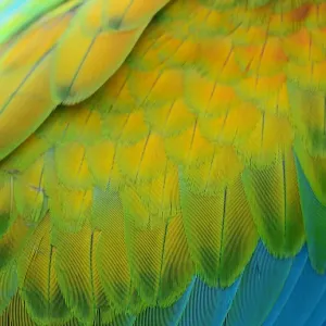 Colorful feathers Macaw Colorful feathers Macaw