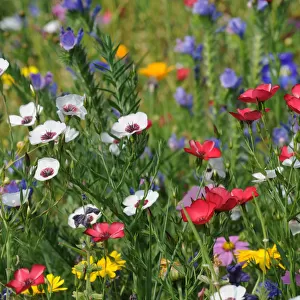Colorful flower meadow in summer