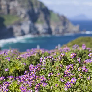 Colorful flowers blooming at Cape Point, Table Mountain National Park, Cape Town, Western Cape Province, South Africa