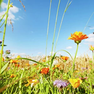 Colorful flowers and flying bumblebee at the edge of a field against sky in summer, rural scene