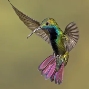 Colorful Hummingbird Print against Earthy Brown Background Colorful Hummingbird Print against Earthy Brown Background
