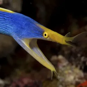 Adult Male Ribbon Eel Print Adult Male Ribbon Eel Print