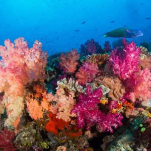 Colorful Soft Coral Fiji Reef Print Colorful Soft Coral Fiji Reef Print