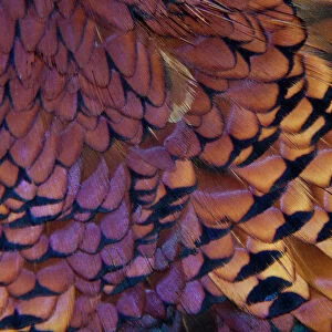 Colorful variation on Ring Necked Pheasant Feather