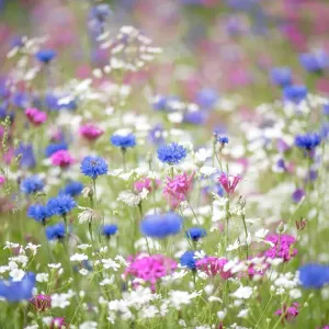 A colourful and bright summer flower meadow in soft sunshine A colourful and bright summer flower meadow in soft sunshine