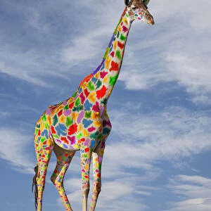 Colourful Giraffe