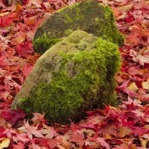 Colours of fall, mossy rocks on red maple leaves