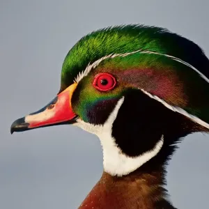 Colours of a Wood duck Colours of a Wood duck