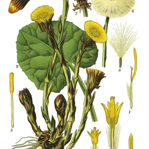 Coltsfoot Print Coltsfoot Print