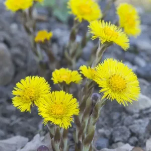 Coltsfoot Print - Tussilago farfara Botanical Photography