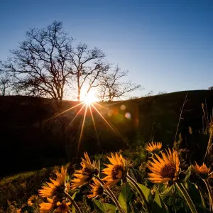 Columbia Hills Sunlight through Sunflower Print