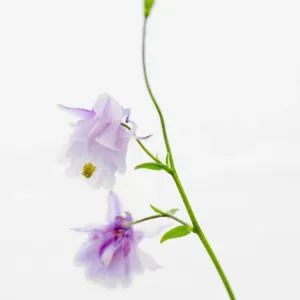 Columbine Flower Print Columbine Flower Print