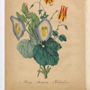 Columbine Victorian Botanical Illustration