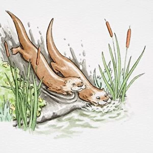 Comical depiction of two otters sliding down muddy riverbank into water below