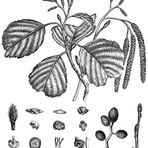 Common alder, black alder, European alder, alder (Alnus glutinosa)