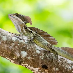 Common Basalisk lizard Common Basalisk lizard