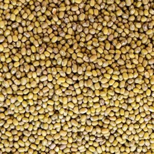 Common Beans -Phaseolus vulgaris-